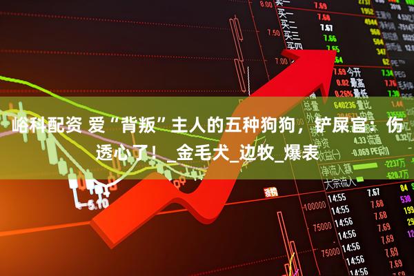 峪科配资 爱“背叛”主人的五种狗狗，铲屎官：伤透心了！_金毛犬_边牧_爆表