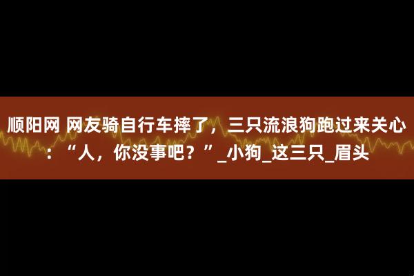 顺阳网 网友骑自行车摔了，三只流浪狗跑过来关心：“人，你没事吧？”_小狗_这三只_眉头